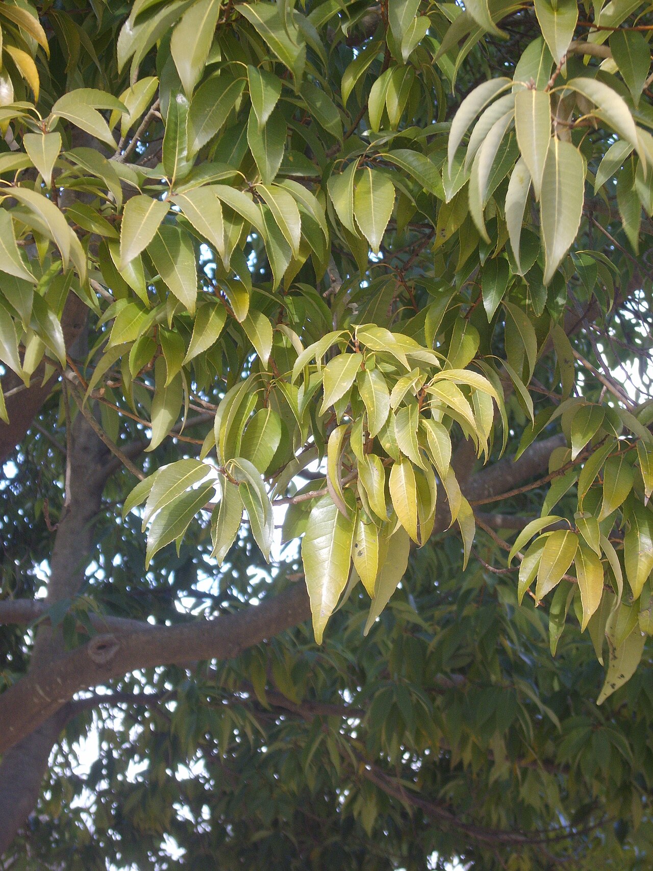 Bamboo-leaf oak: Quercus myrsinifolia. Gwangu Korea. 광주 중외공원에서 찍음