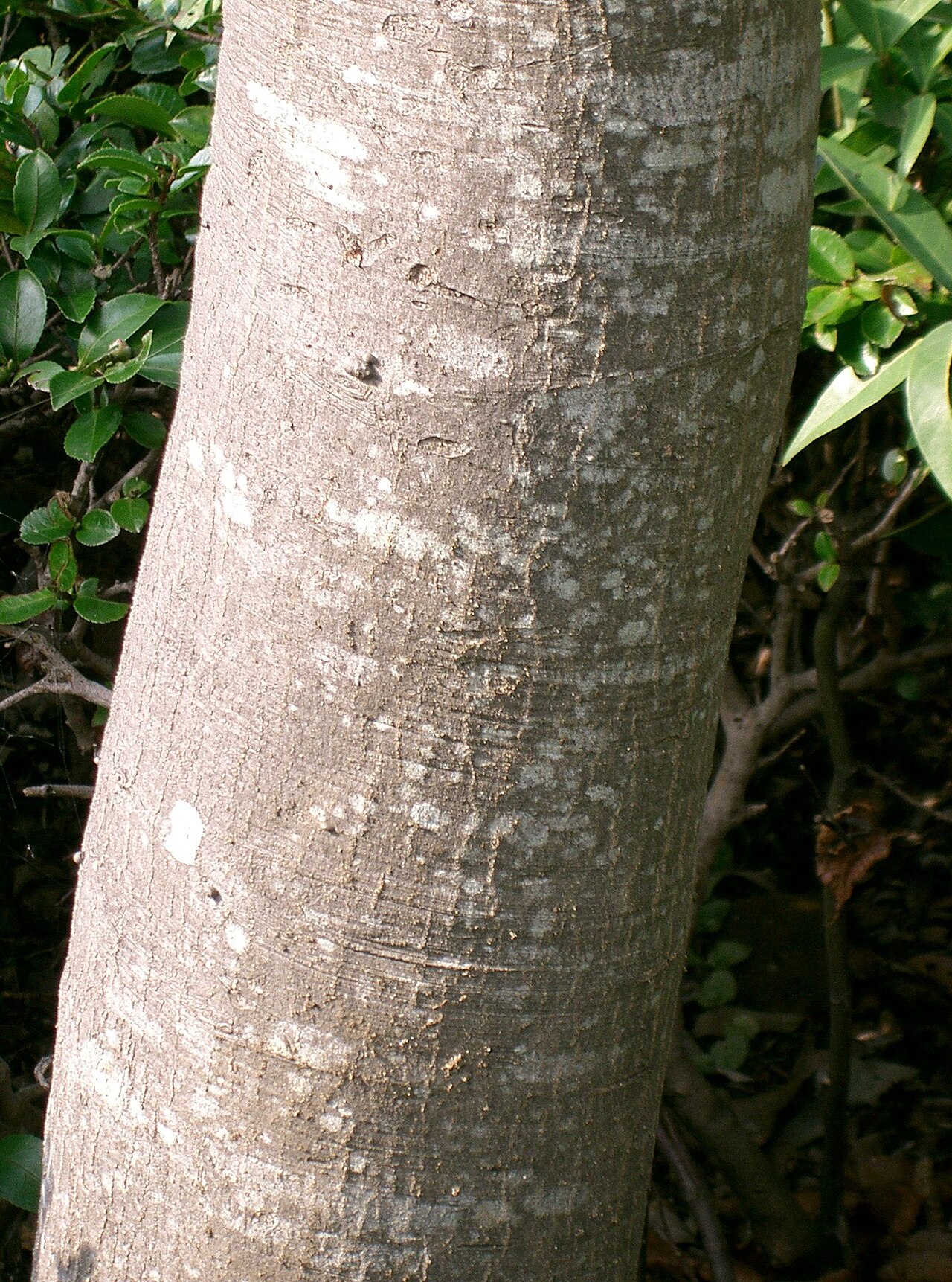 Bamboo-leaf oak: Quercus myrsinifolia