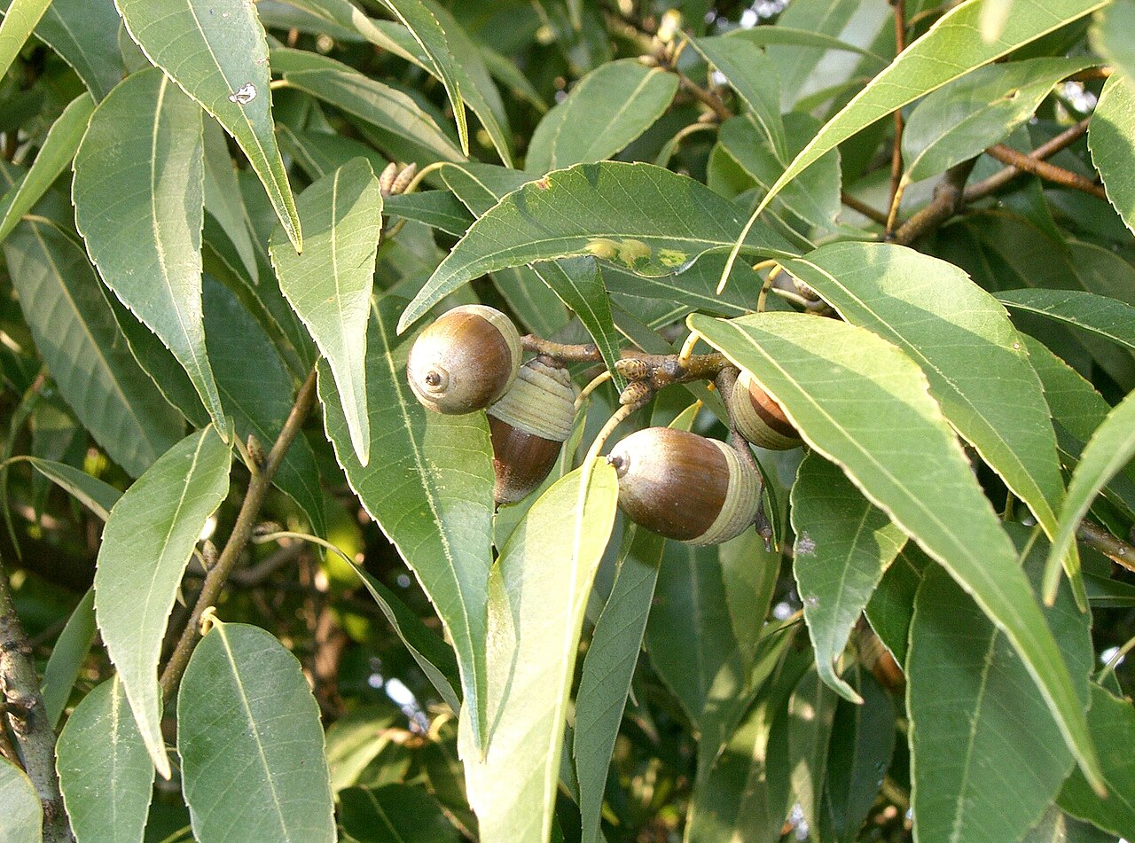 Bamboo-leaf oak: Quercus myrsinifolia