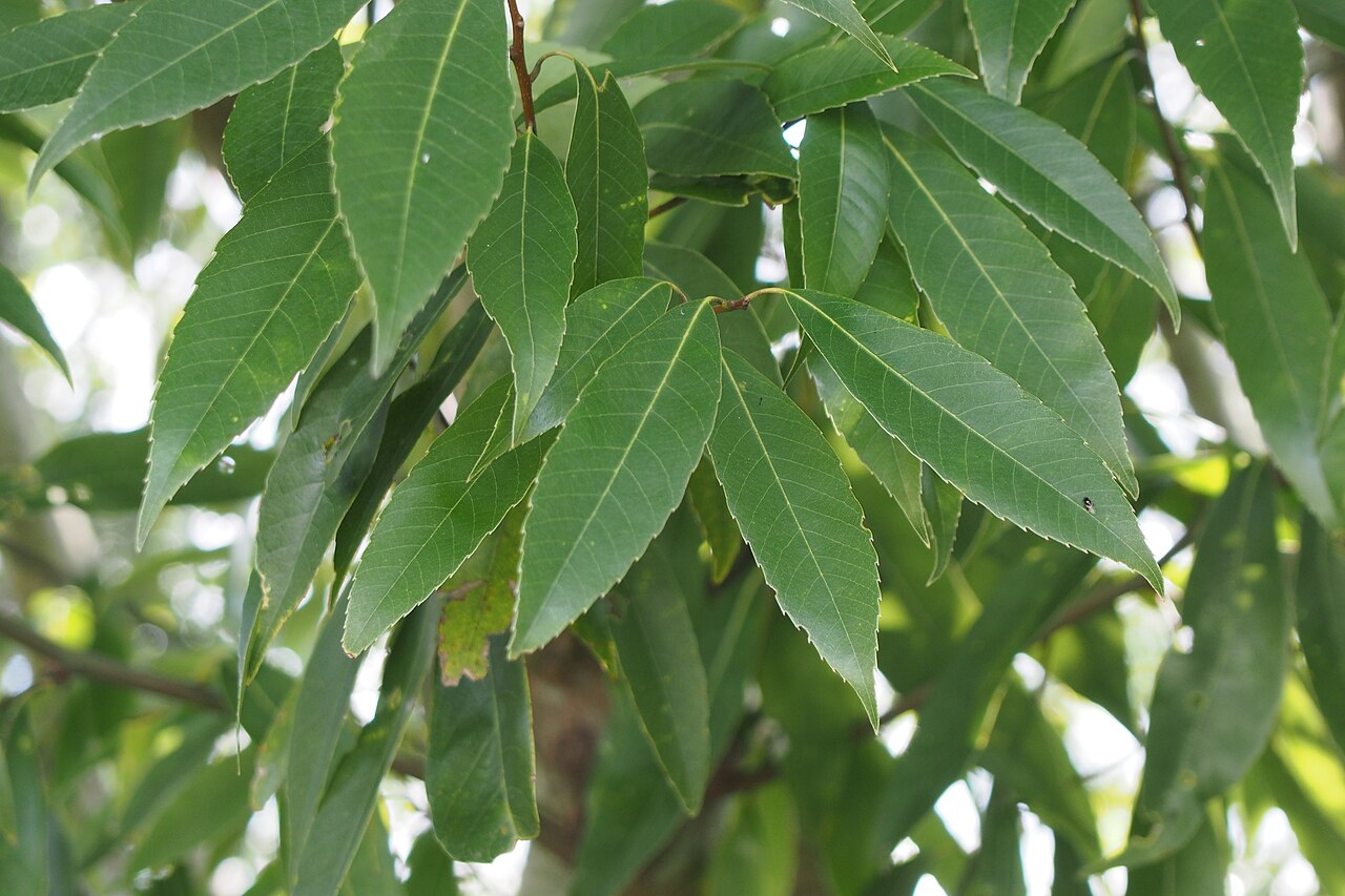 Bamboo-leaf oak: シラカシ in Fruit and Flower park.