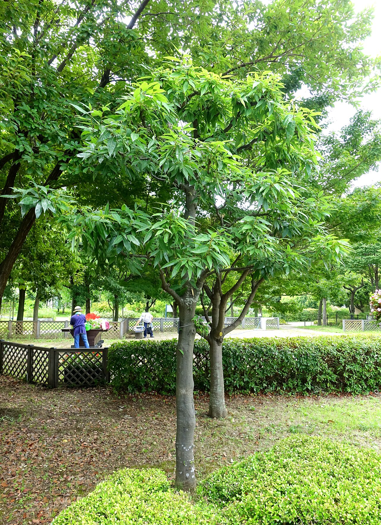 Bamboo-leaf oak: Horticultural specimen in the Urban Greening Botanical Garden - Kiba Park - Koto, Tokyo, Japan.
