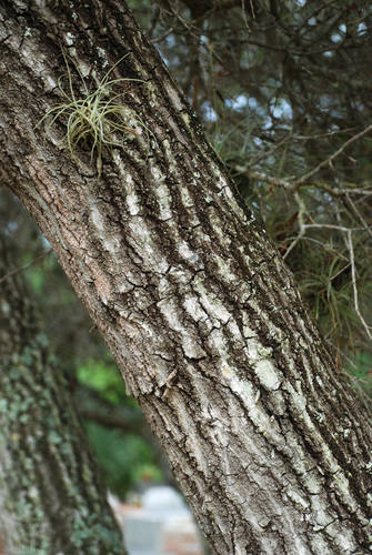 Myrtle oak (Quercus myrtifolia)