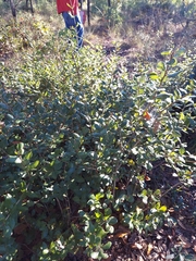Myrtle oak (Quercus myrtifolia)