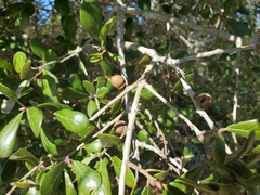 Myrtle oak (Quercus myrtifolia)