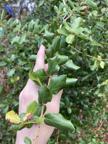 Myrtle oak (Quercus myrtifolia)