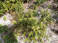 Myrtle oak (Quercus myrtifolia)