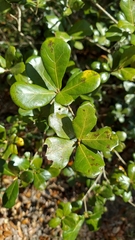 Myrtle oak (Quercus myrtifolia)