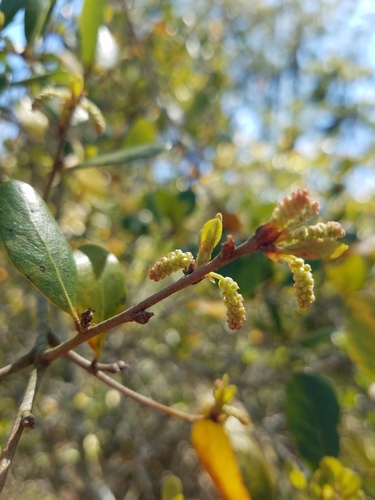 Myrtle oak (Quercus myrtifolia)