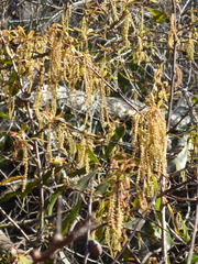 Water oak (Quercus nigra)