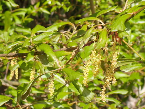 Water oak (Quercus nigra)