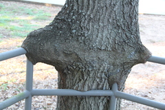 Water oak (Quercus nigra)