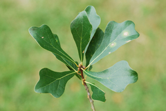 Water oak (Quercus nigra)
