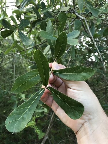 Water oak (Quercus nigra)