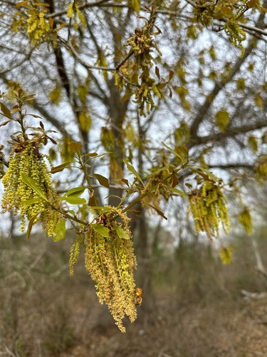 Water oak (Quercus nigra)