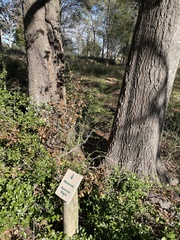 Water oak (Quercus nigra)