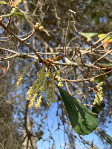 Water oak (Quercus nigra)