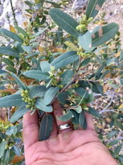 Mexican blue oak (Quercus oblongifolia)