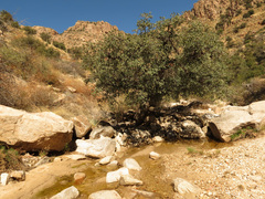 Mexican blue oak (Quercus oblongifolia)