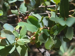 Mexican blue oak (Quercus oblongifolia)