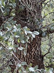 Mexican blue oak (Quercus oblongifolia)