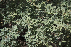 Mexican blue oak (Quercus oblongifolia)