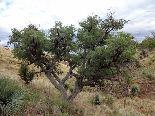 Mexican blue oak (Quercus oblongifolia)