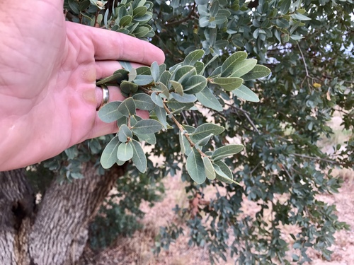 Mexican blue oak (Quercus oblongifolia)