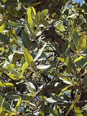 Mexican blue oak (Quercus oblongifolia)