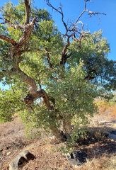 Mexican blue oak (Quercus oblongifolia)