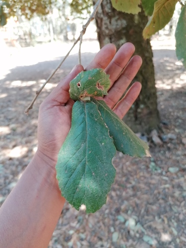 Quercus obtusata (Quercus obtusata)