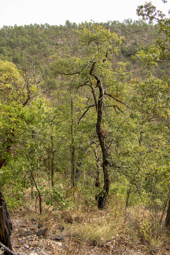 Quercus obtusata (Quercus obtusata)