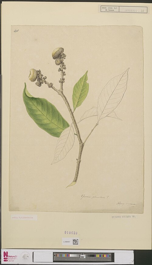 Quercus obtusata: Quercus spicata J.E. Smith