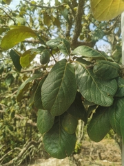 Quercus obtusata (Quercus obtusata)