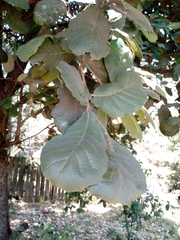 Quercus obtusata (Quercus obtusata)