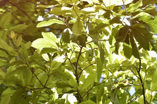 Quercus obtusata (Quercus obtusata)