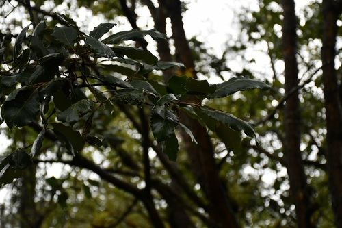 Quercus obtusata (Quercus obtusata)
