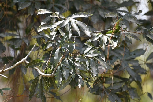 Quercus ocoteifolia (Quercus ocoteifolia)