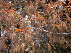 Quercus ocoteifolia (Quercus ocoteifolia)