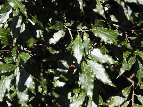 Quercus ocoteifolia (Quercus ocoteifolia)