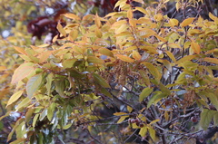 Quercus ocoteifolia (Quercus ocoteifolia)