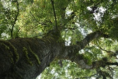 Quercus ocoteifolia (Quercus ocoteifolia)