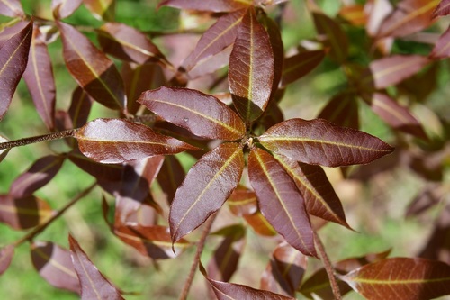 Quercus ocoteifolia (Quercus ocoteifolia)