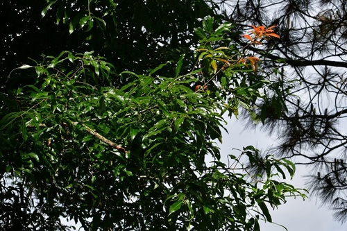 Quercus ocoteifolia (Quercus ocoteifolia)