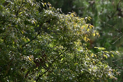 Quercus ocoteifolia (Quercus ocoteifolia)