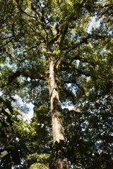Quercus ocoteifolia (Quercus ocoteifolia)