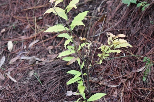 Quercus ocoteifolia (Quercus ocoteifolia)