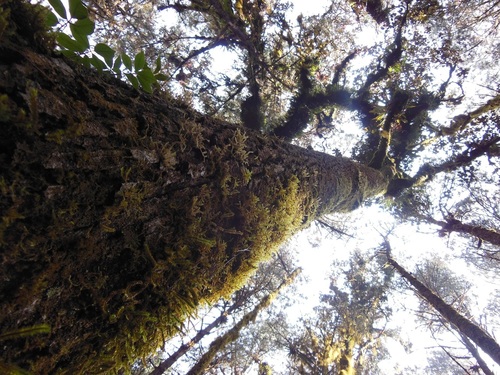 Quercus ocoteifolia (Quercus ocoteifolia)