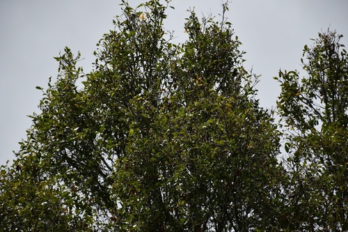 Quercus ocoteifolia (Quercus ocoteifolia)