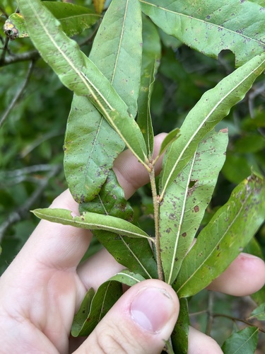 Oglethorpe oak (Quercus oglethorpensis)