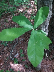 Oglethorpe oak (Quercus oglethorpensis)